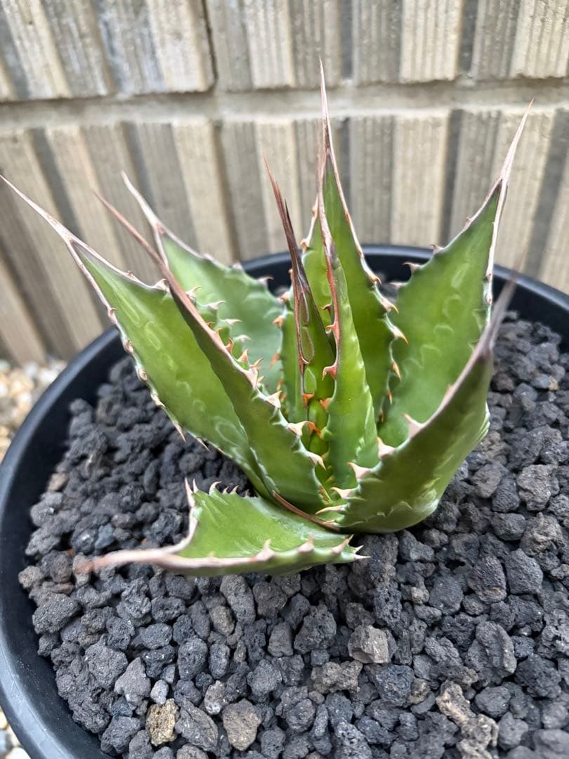 アガベ　モンタナ　選抜株