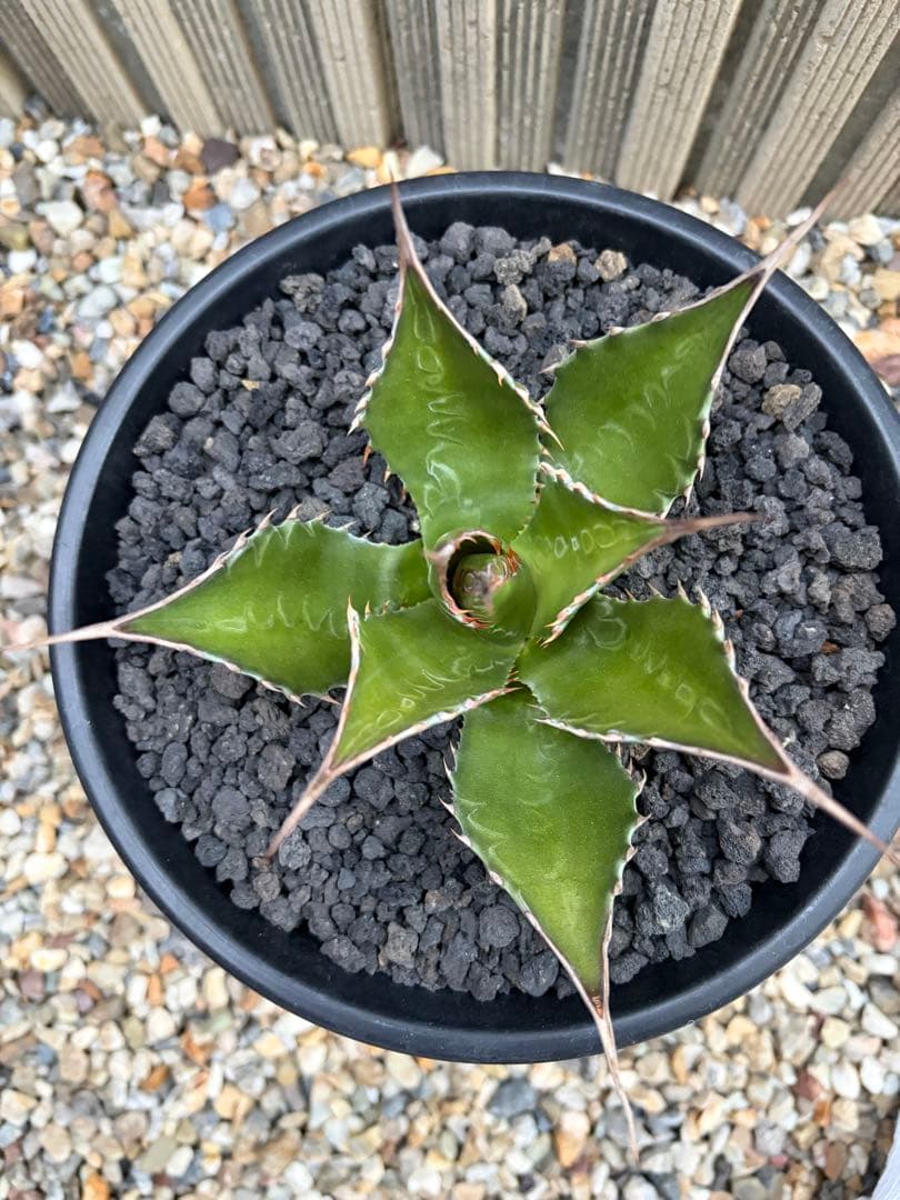 アガベ　モンタナ　選抜株