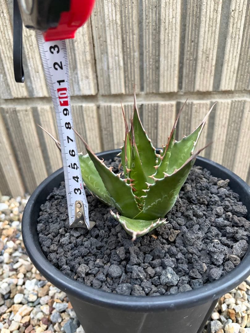 アガベ　モンタナ　選抜株