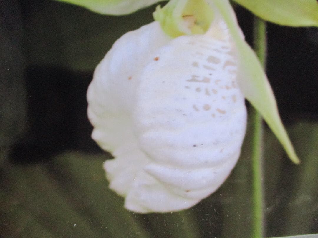 山野草、日本クマガイソウ純白（素心）大の花芽1芽付き