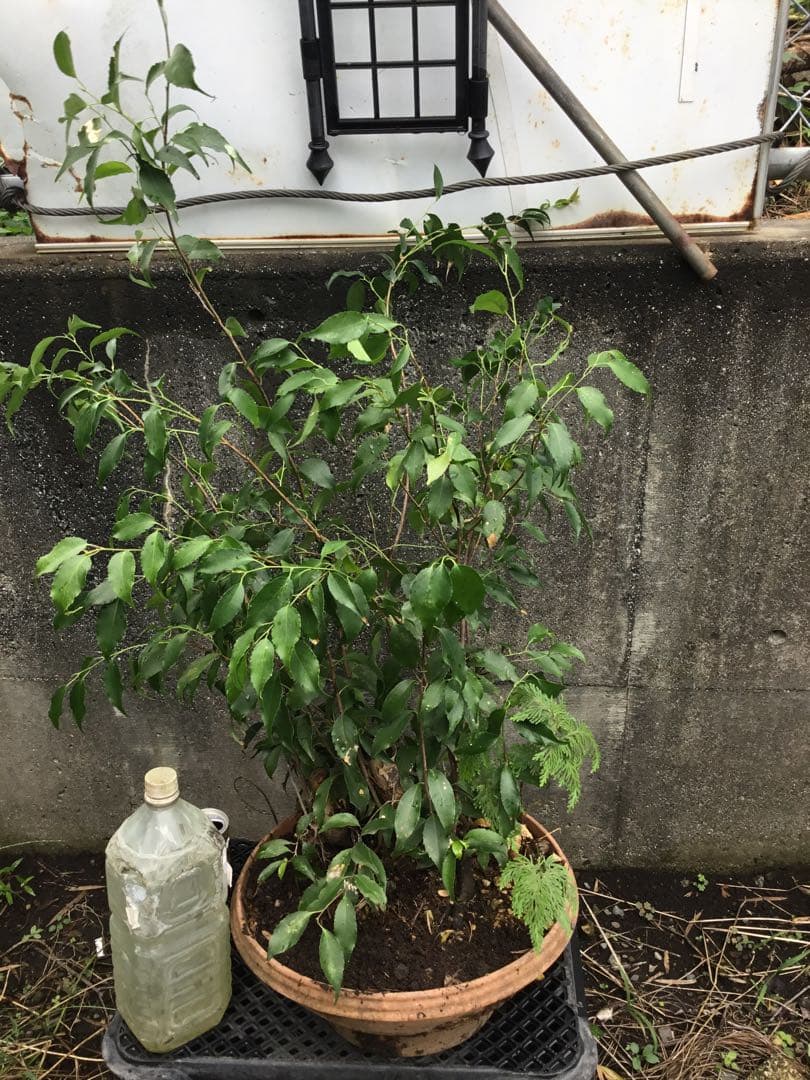 ※ハイノキ　90センチ※