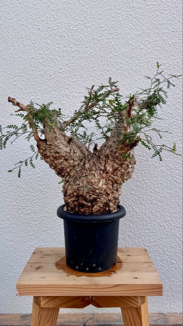 オペルクリカリア　パキプス　発根済み　パツパツ　かなりのボコ肌　重量も凄い