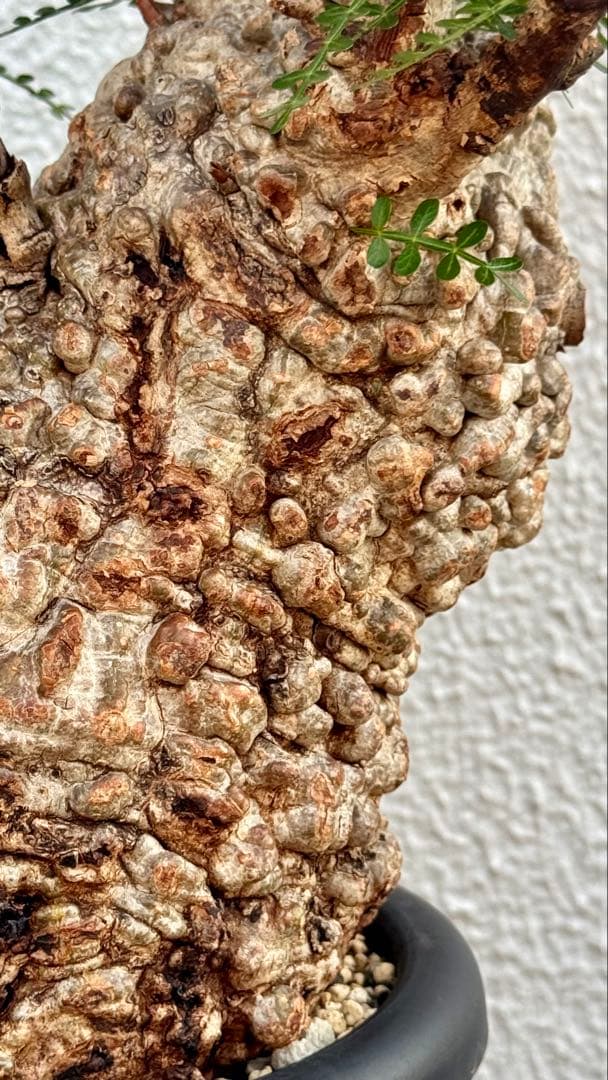 オペルクリカリア　パキプス　発根済み　パツパツ　かなりのボコ肌　重量も凄い