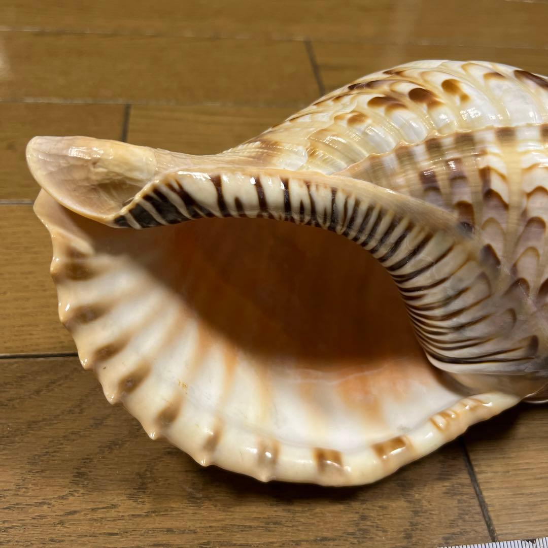 法螺貝　ホラ貝　25cm 沖縄産