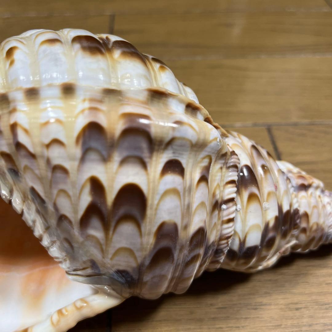 法螺貝　ホラ貝　25cm 沖縄産