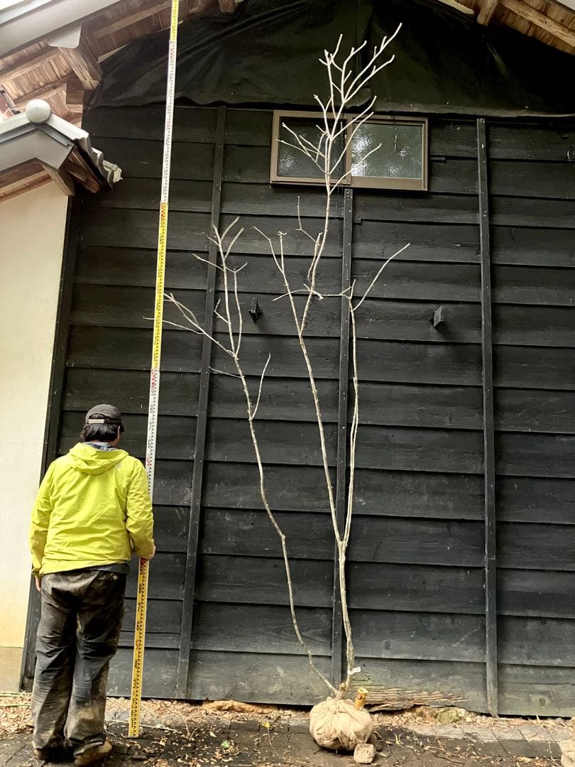 84 山採り　アオダモ