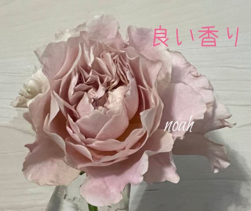 ❀Aliceꫂ ၴႅၴさま❀　バラ　苗　切り花品種　幻想的な色あい　 る