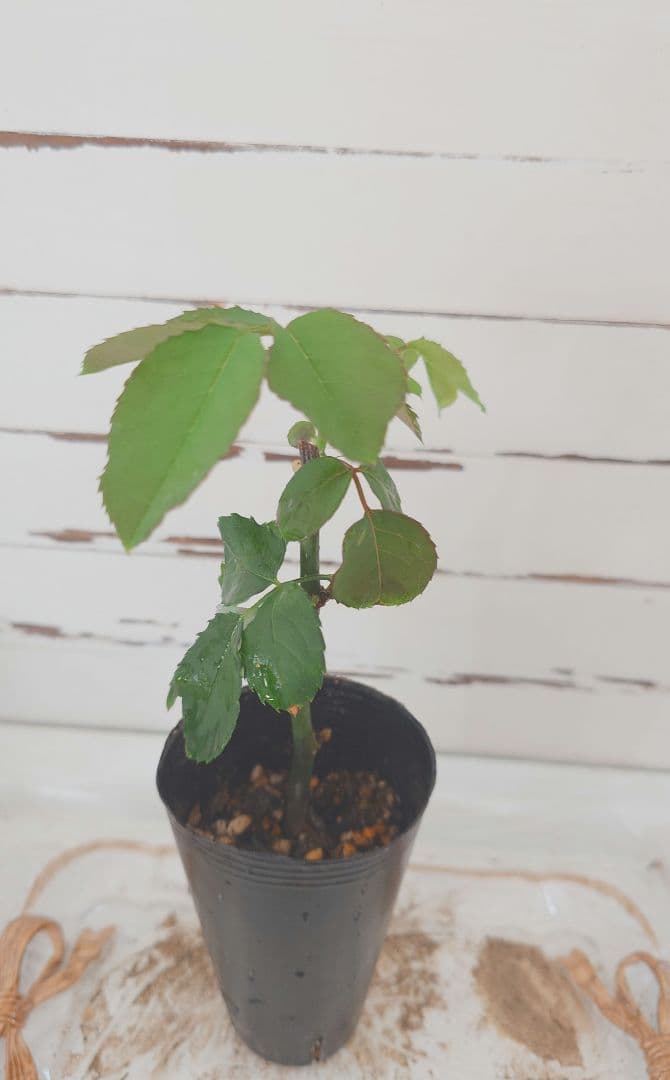 ❀Aliceꫂ ၴႅၴさま❀　バラ　苗　切り花品種　幻想的な色あい　 る