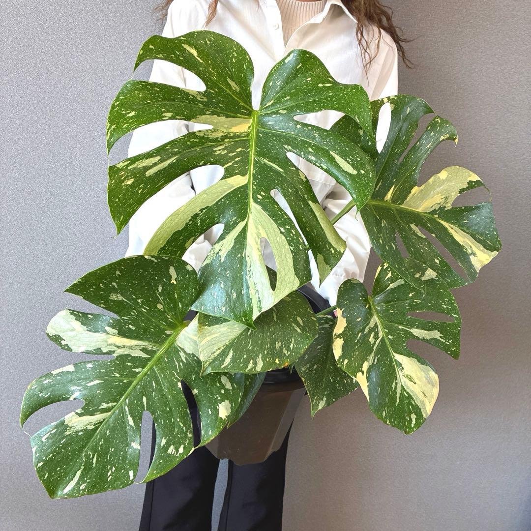 超希少❗️美株❗️サイズ大❗️モンステラ　タイコンステレーション✨