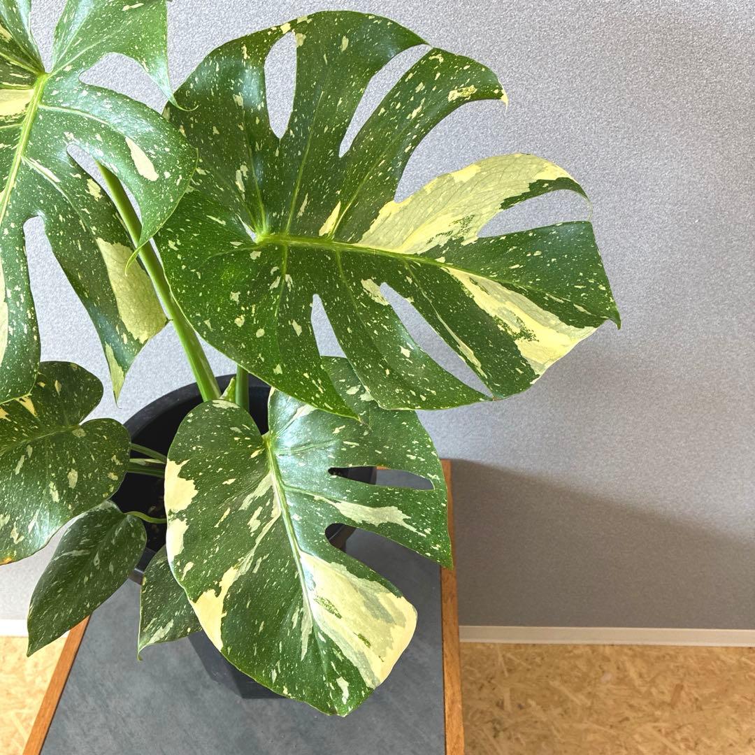 超希少❗️美株❗️サイズ大❗️モンステラ　タイコンステレーション✨