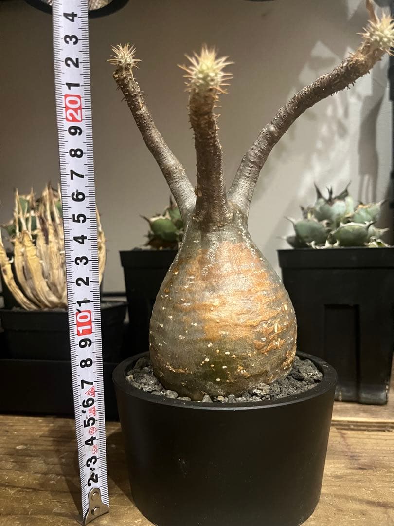 塊根植物 グラキリス　発根済み