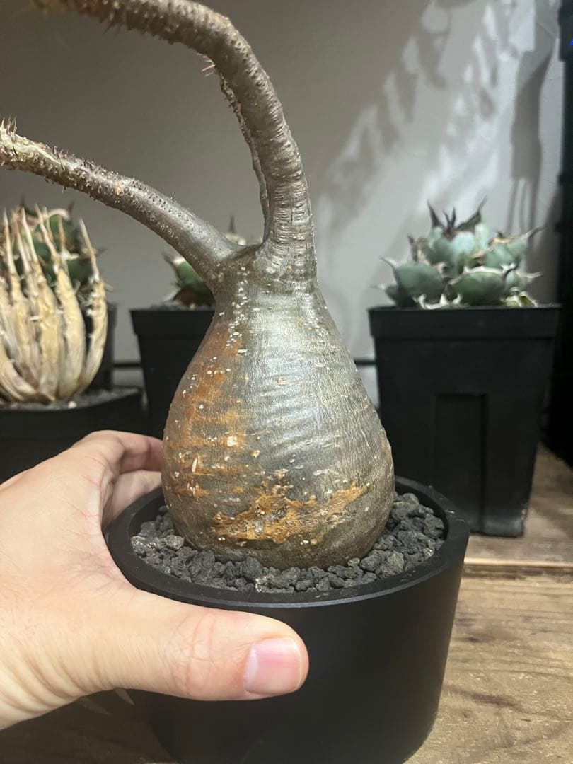 塊根植物 グラキリス　発根済み