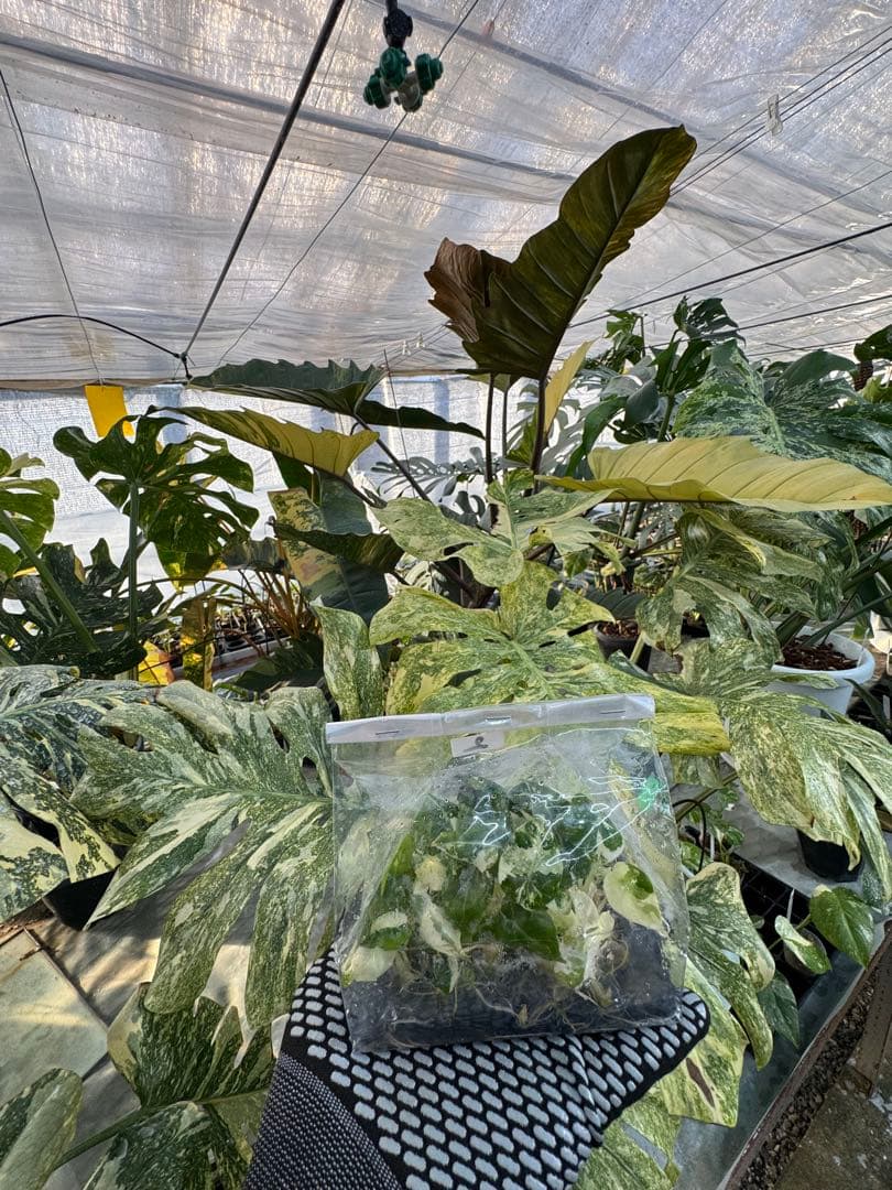 2アロカシア　ブラックベルベット　ピンク斑入り　組織培養苗　20株まとめ