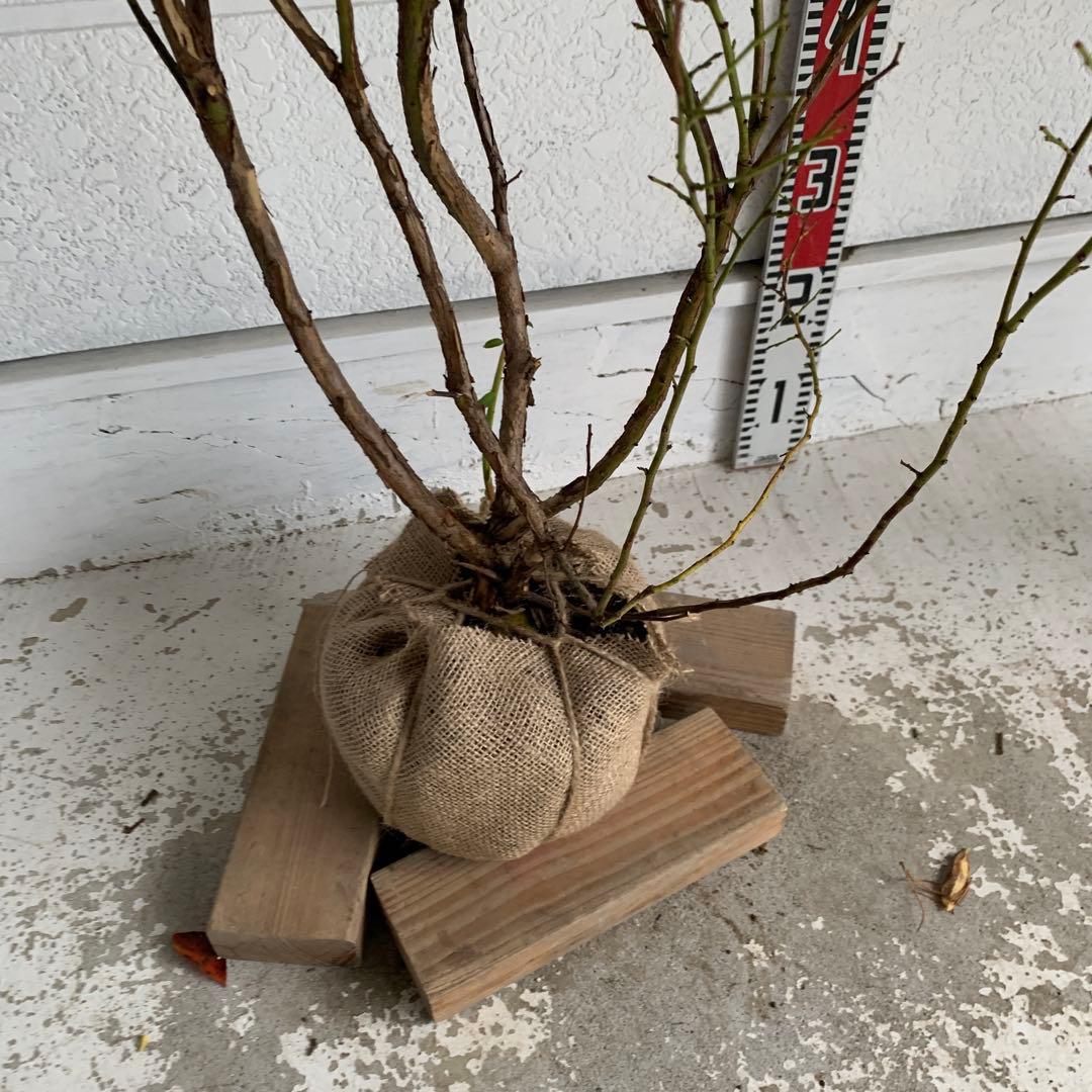 ピンクの実　ブルーベリー　ピンクレモネード　苗木/果樹苗/果物　85