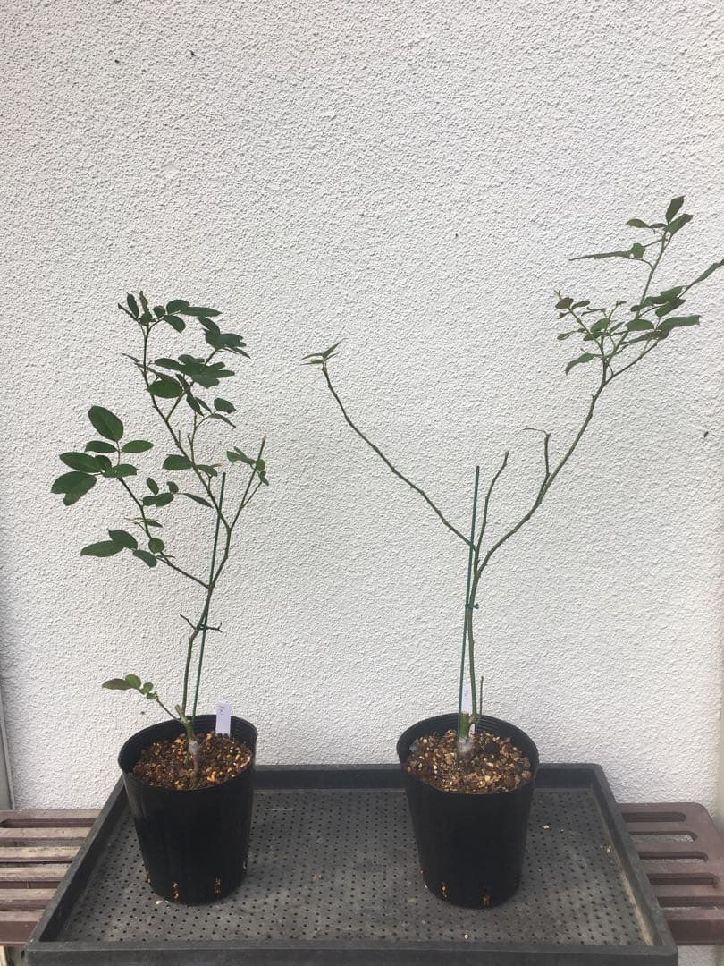 ひろココさま ご確認用 バラ苗木