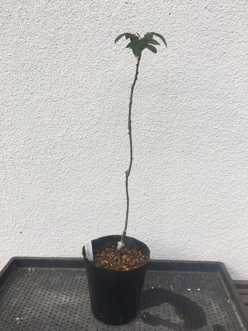 ひろココさま ご確認用 バラ苗木