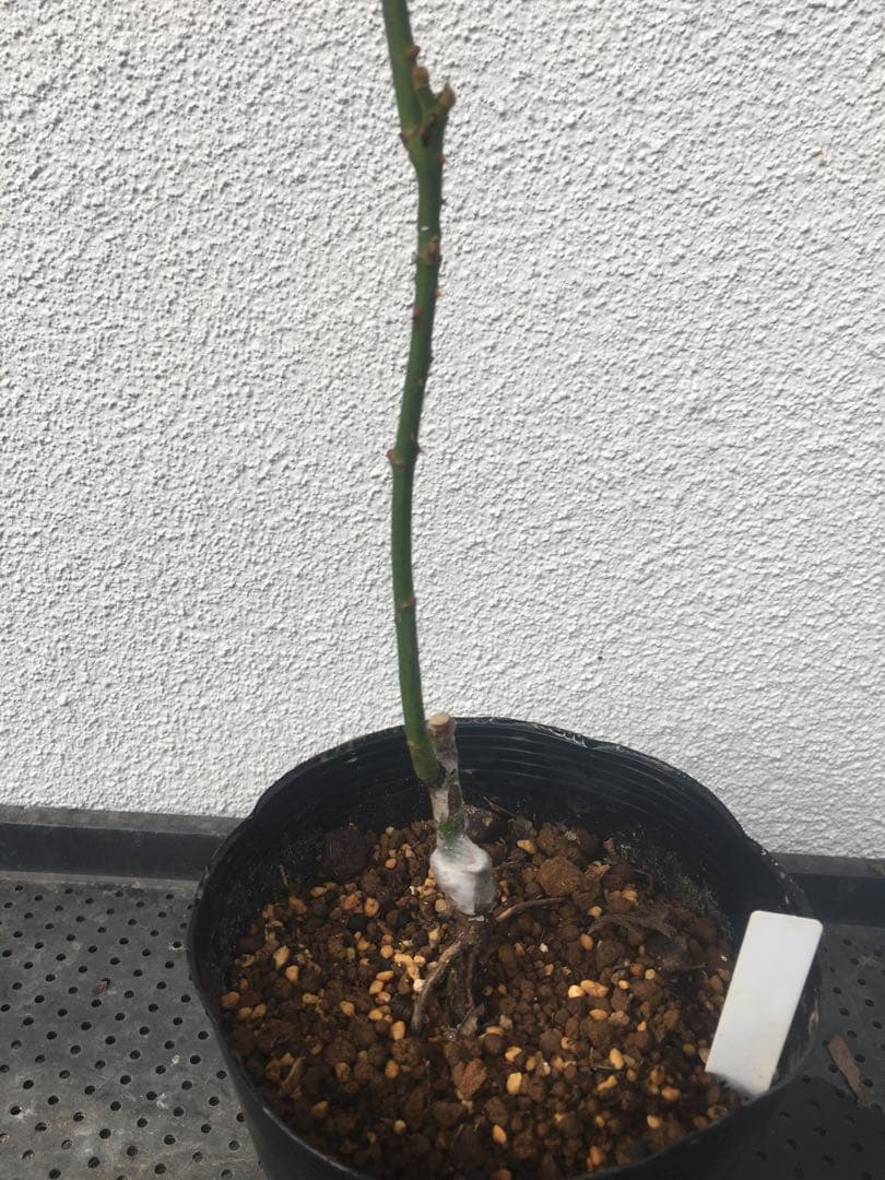 ひろココさま ご確認用 バラ苗木