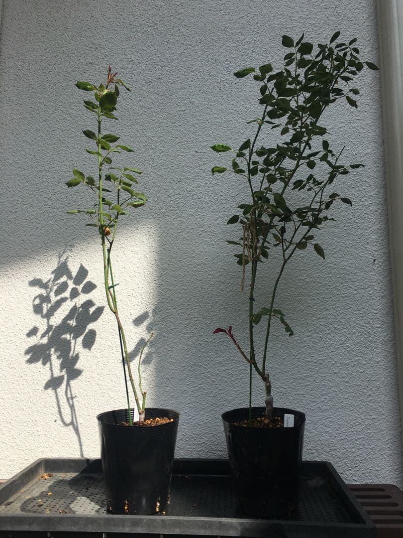 ひろココさま ご確認用 バラ苗木