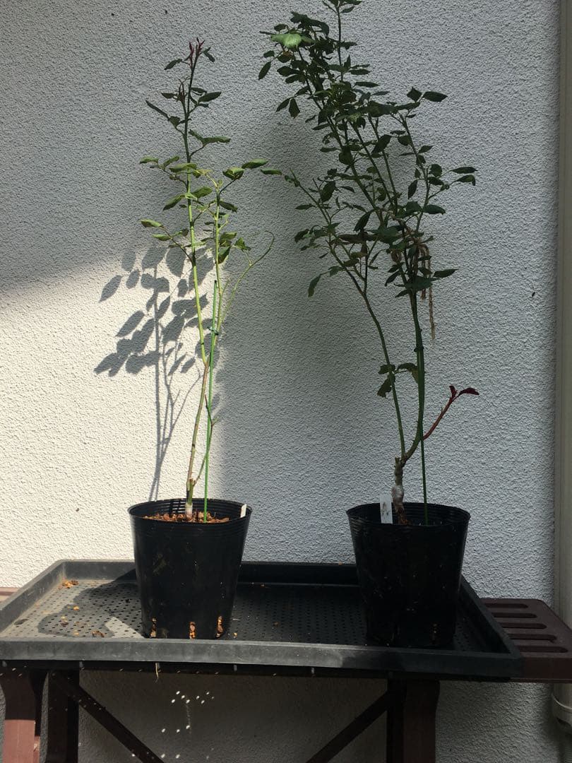 ひろココさま ご確認用 バラ苗木