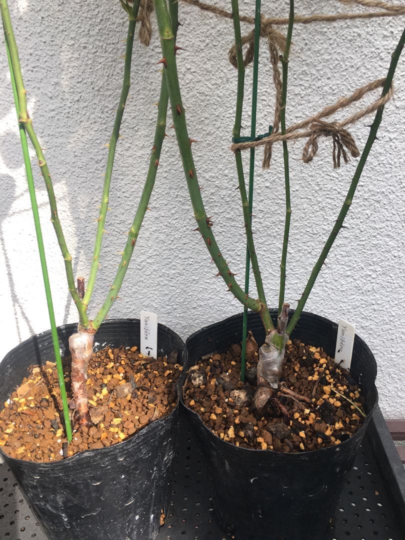 ひろココさま ご確認用 バラ苗木