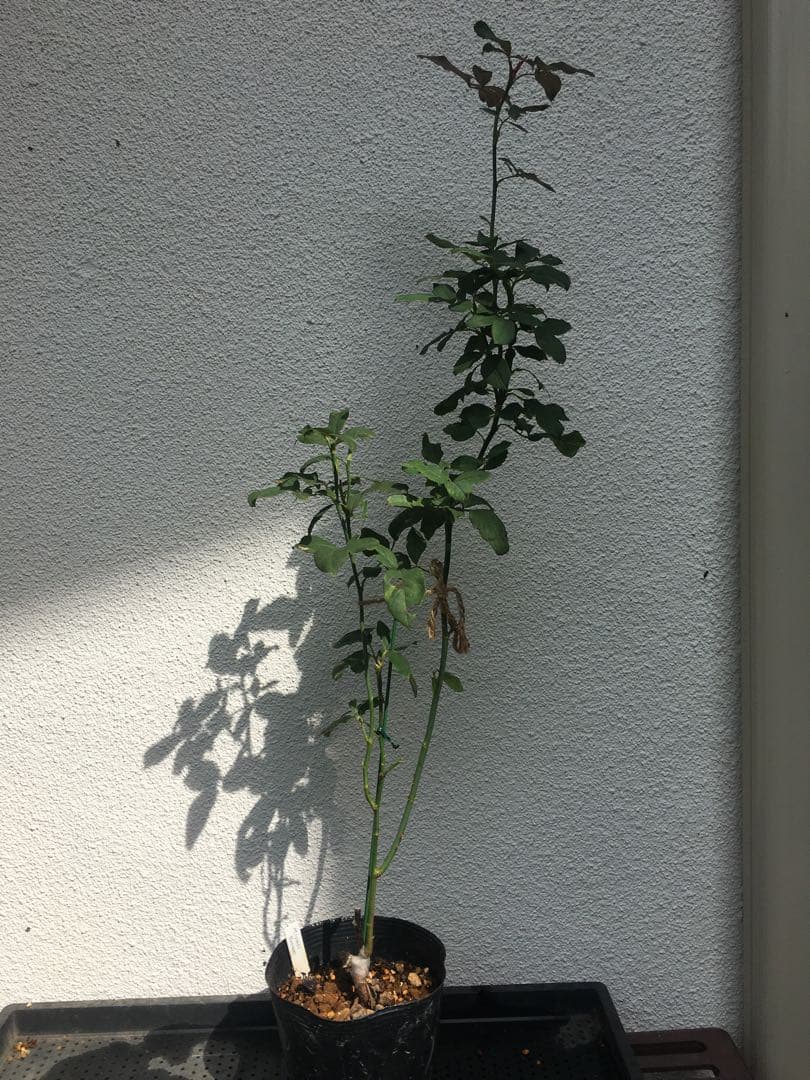 ひろココさま ご確認用 バラ苗木