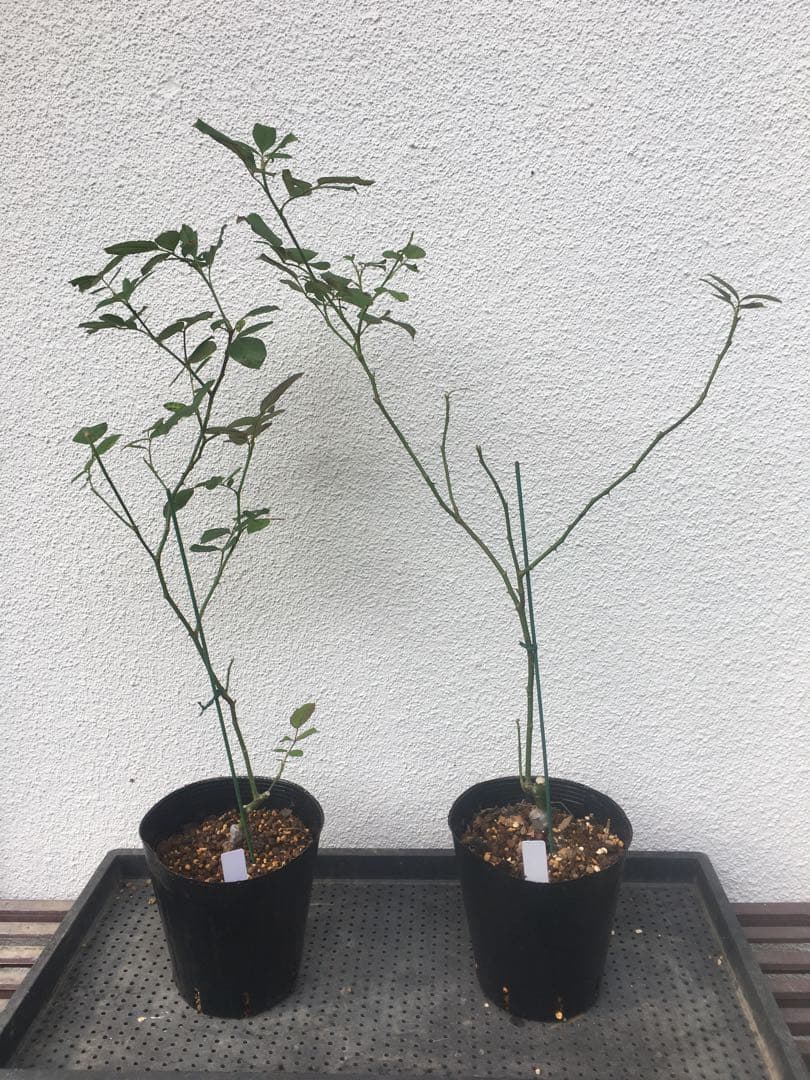 ひろココさま ご確認用 バラ苗木