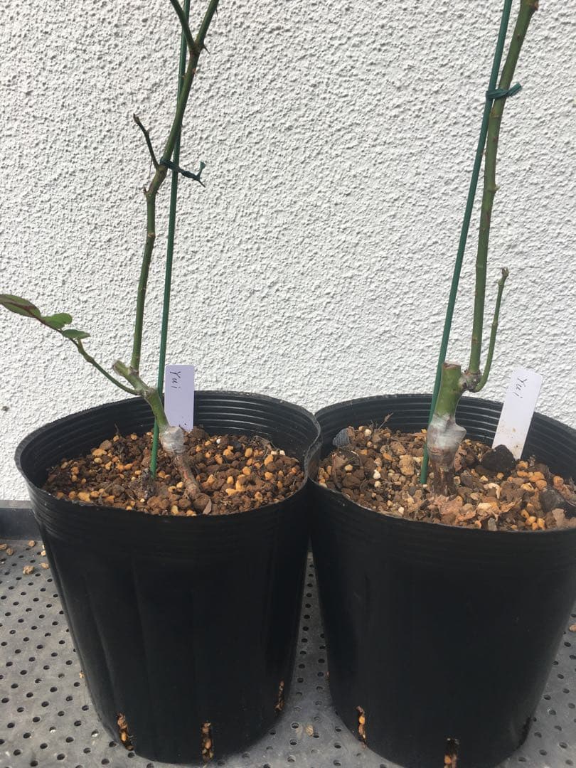 ひろココさま ご確認用 バラ苗木