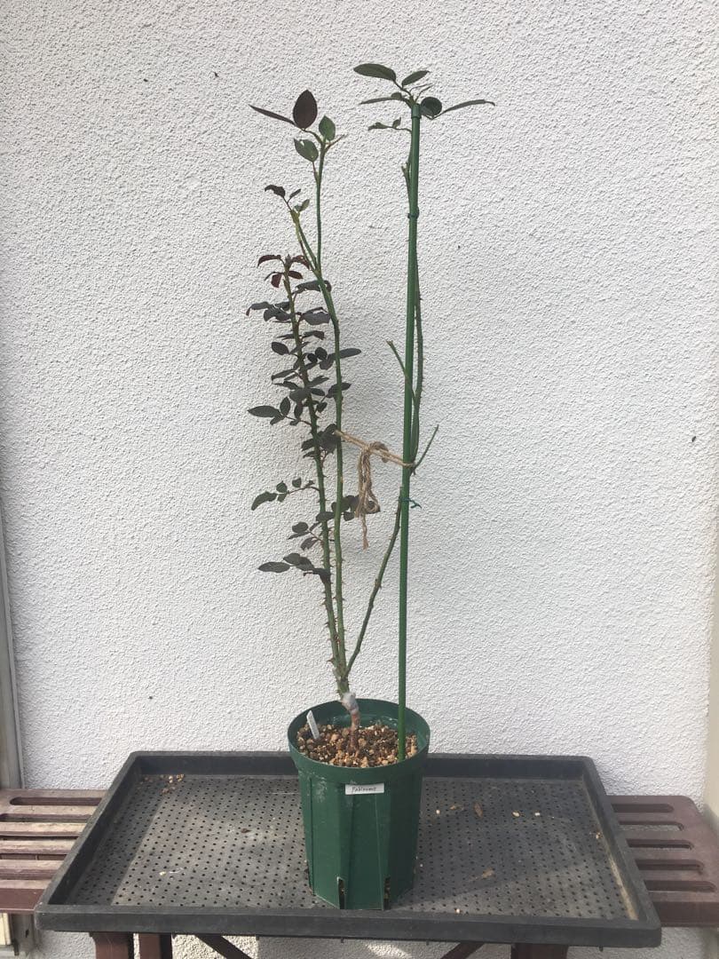 ひろココさま ご確認用 バラ苗木