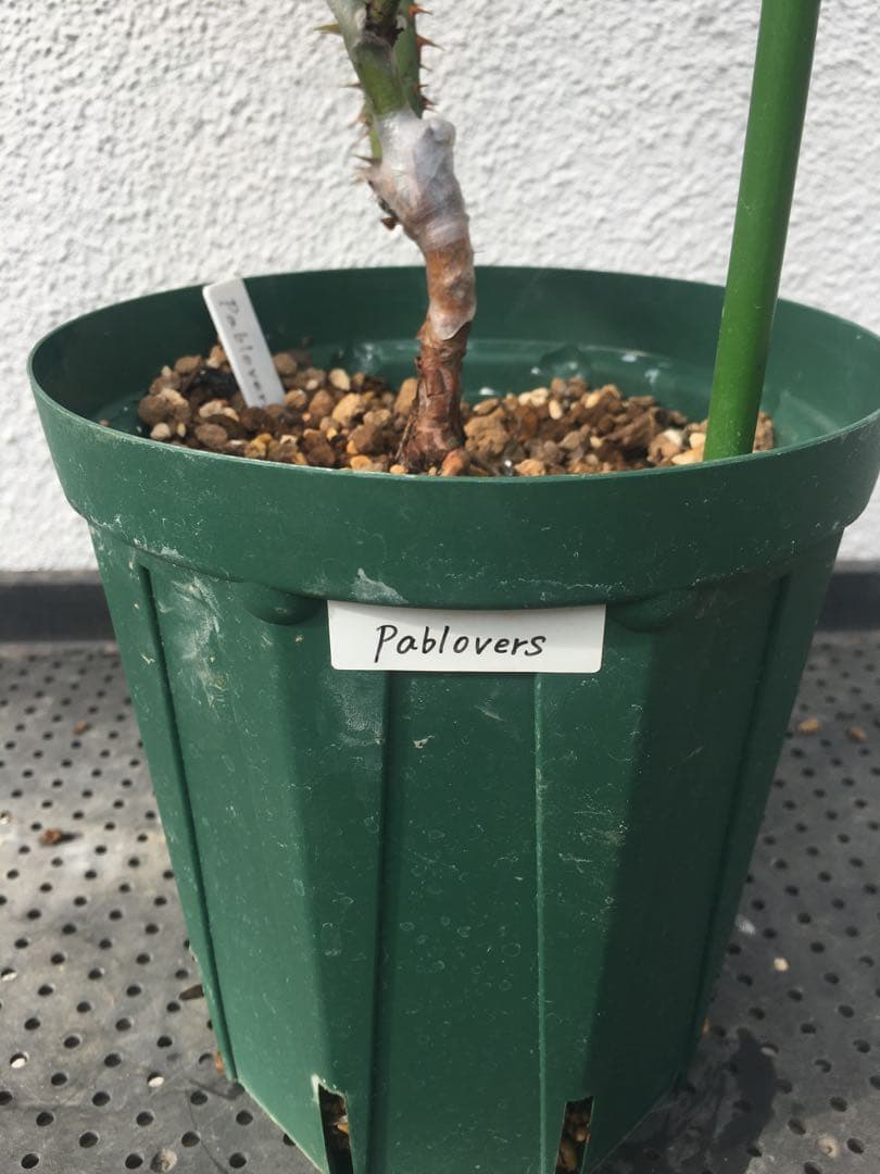 ひろココさま ご確認用 バラ苗木