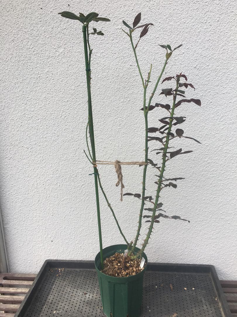 ひろココさま ご確認用 バラ苗木