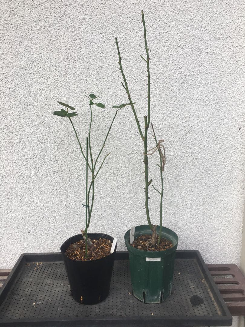 ひろココさま ご確認用 バラ苗木