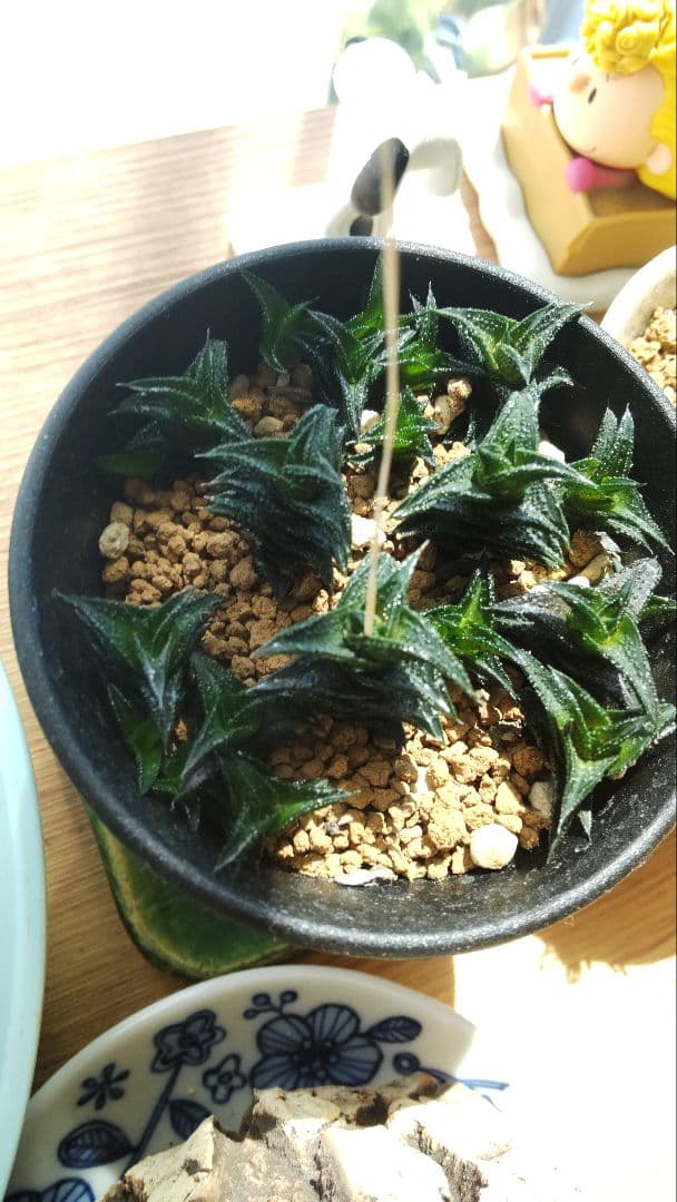 ハオルチア ニグラ 植物