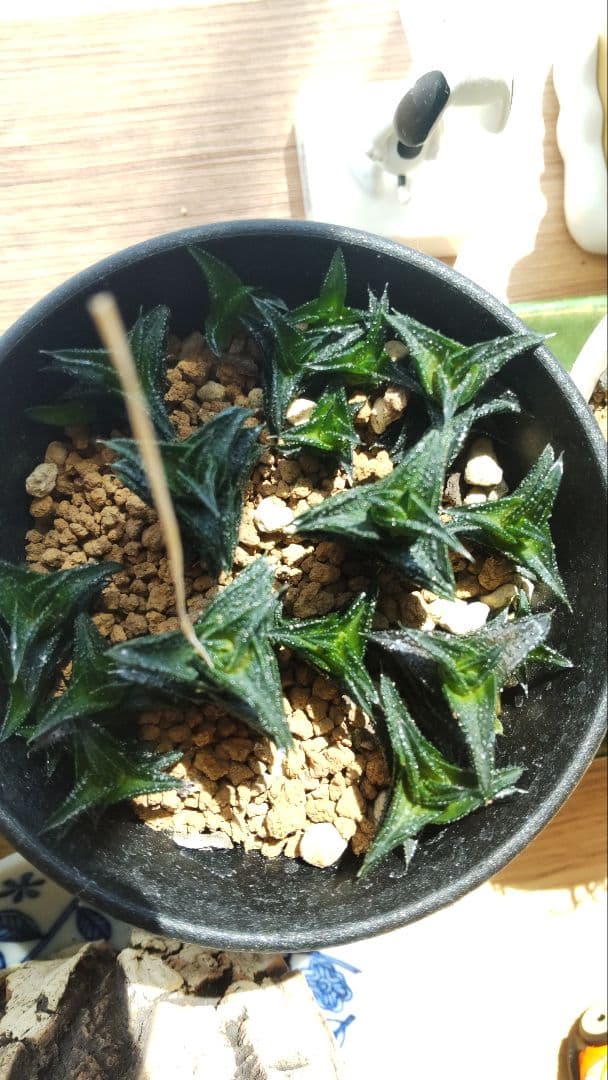 ハオルチア ニグラ 植物