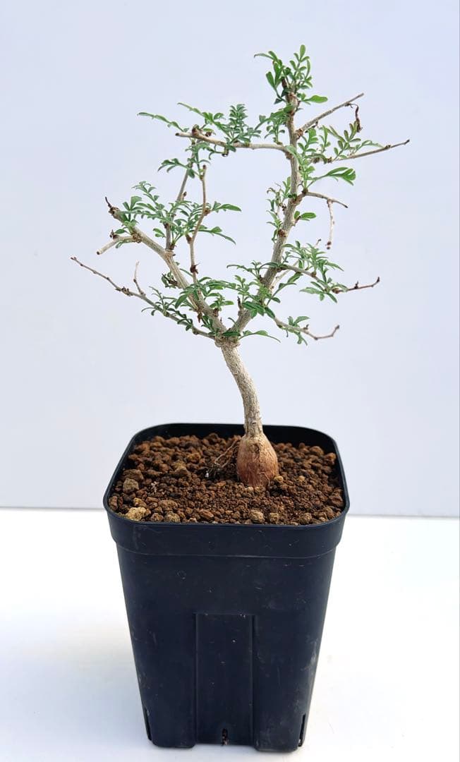 オペルクリカリア　ヒファエノイデス