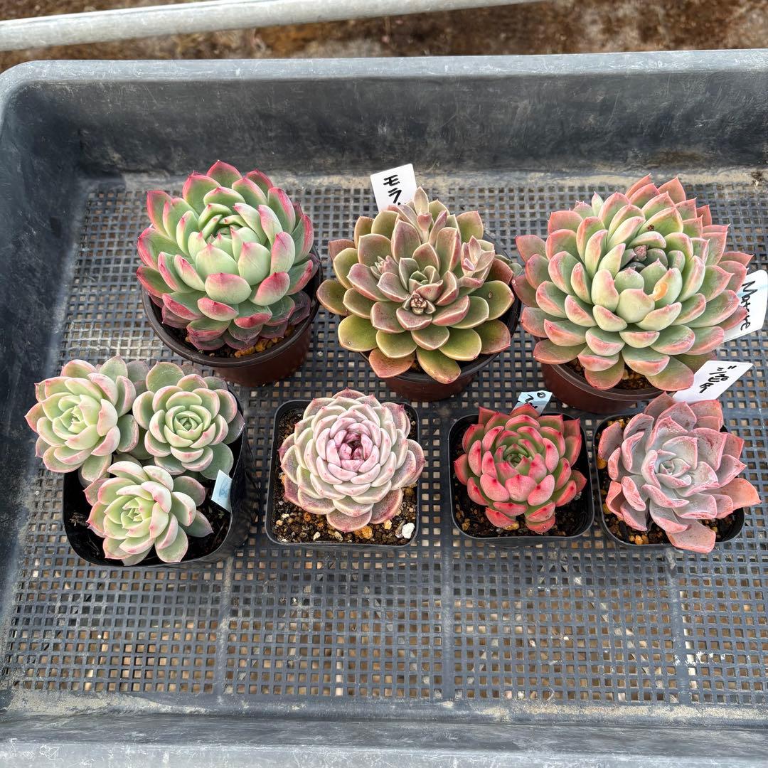 エケベリア 7種 ピンクの子セット 抜き苗 多肉植物
