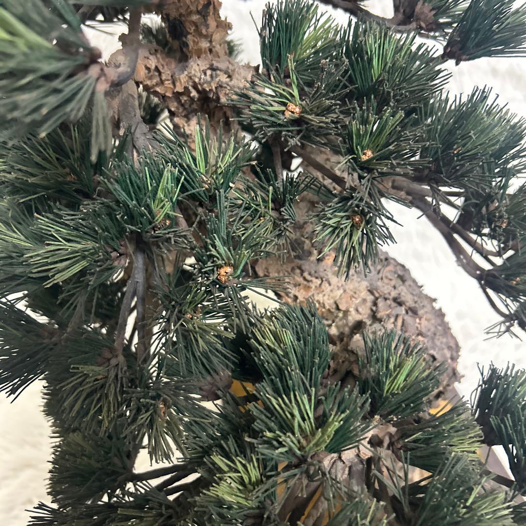 【美品】造花 盆栽 レプリカ 松　ビッグサイズ