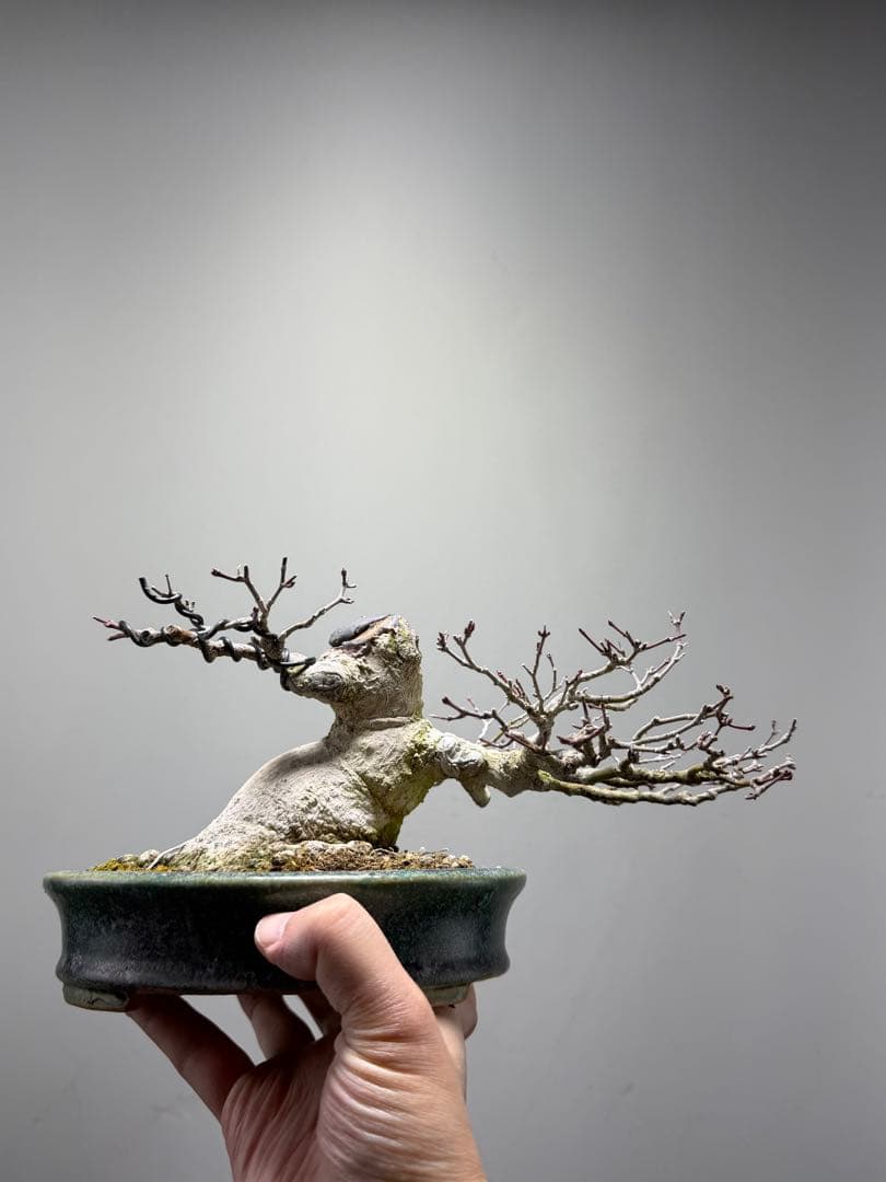 【ガチ盆栽】ヤマモミジ　懸崖式　激古　鴻陽鉢　無傷