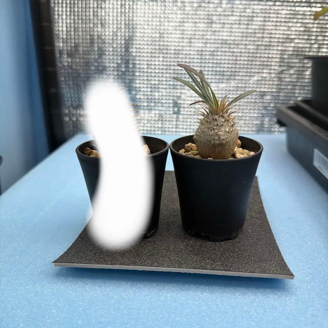 グラキリス　実生12 短小丸型