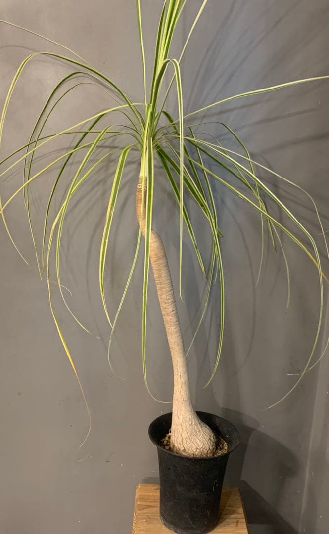 希少 斑入 トックリラン ノリナ ポニーテール 3