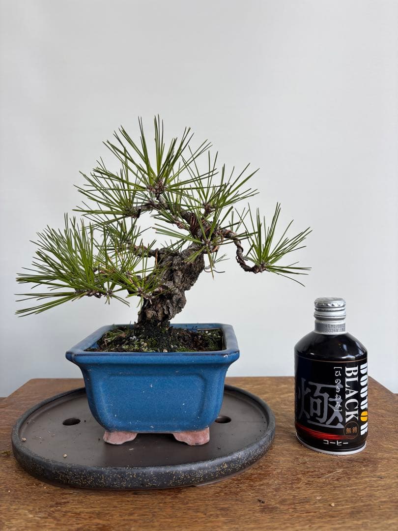 黒松　岩石性　盆栽