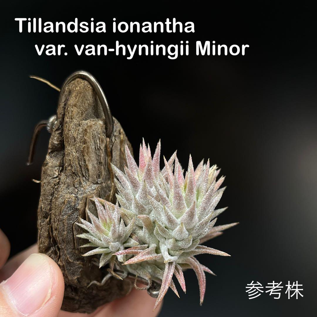 チランジア イオナンタ バンハイニンギー ミノール