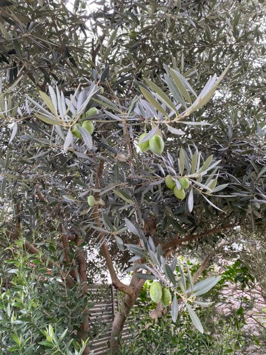 オリーブの葉・枝⭐︎挿木⭐︎実は要相談