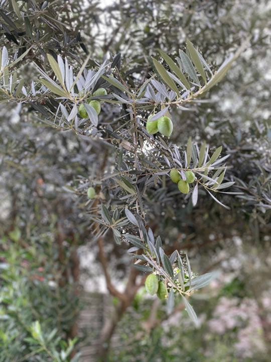 オリーブの葉・枝⭐︎挿木⭐︎実は要相談