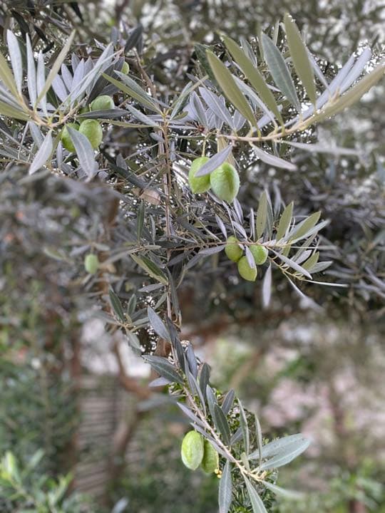 オリーブの葉・枝⭐︎挿木⭐︎実は要相談