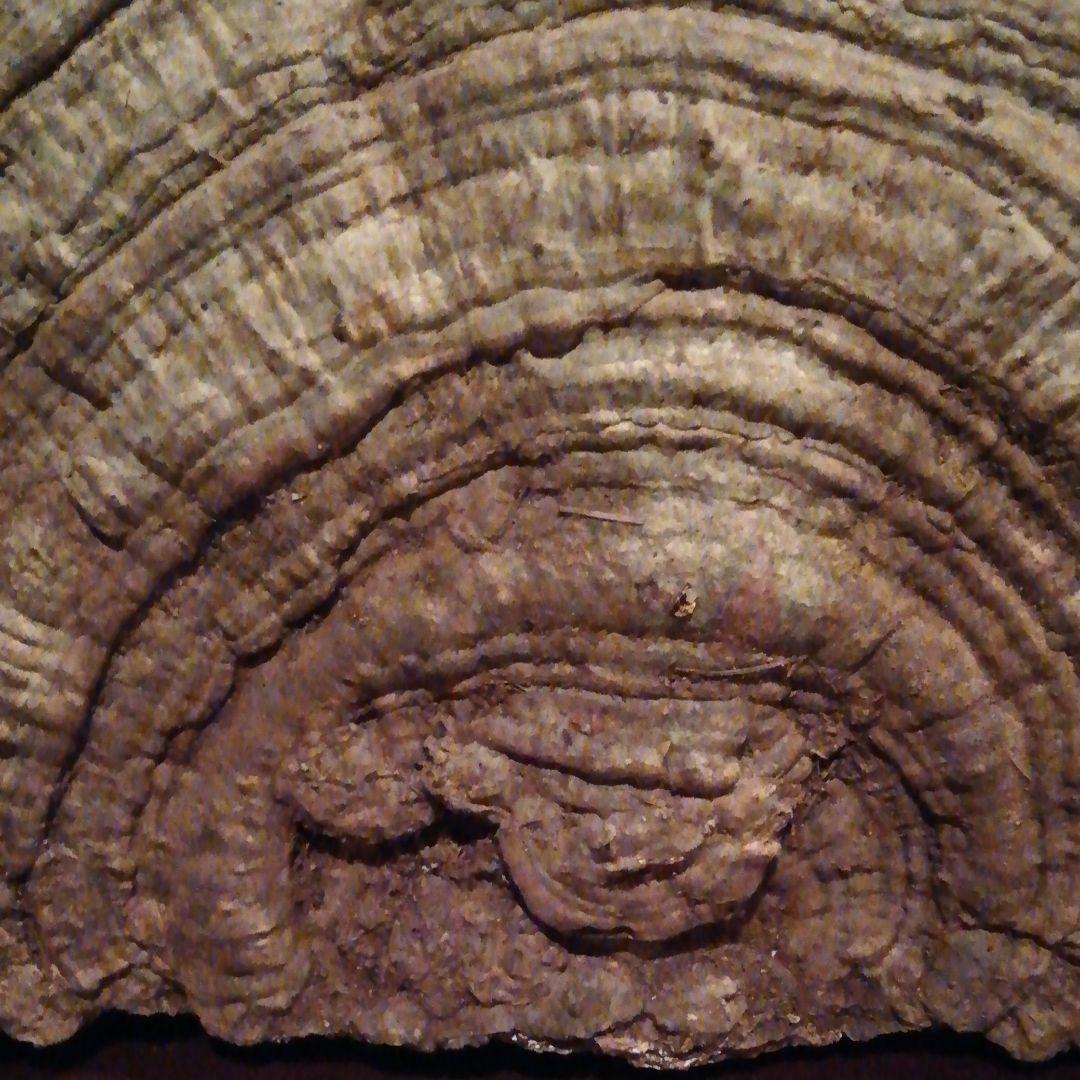 サルノコシカケ　観賞用　置物　オブジェ　昭和