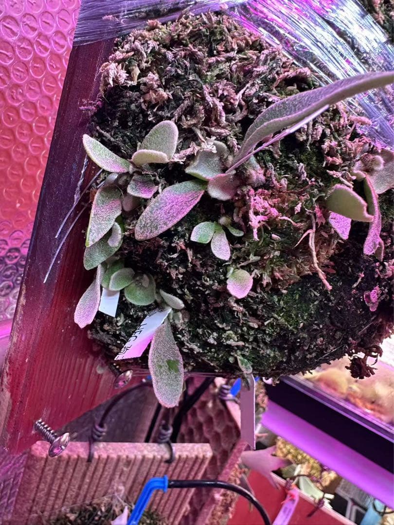 ビカクシダ P.Triceratops 三角龍（pup）