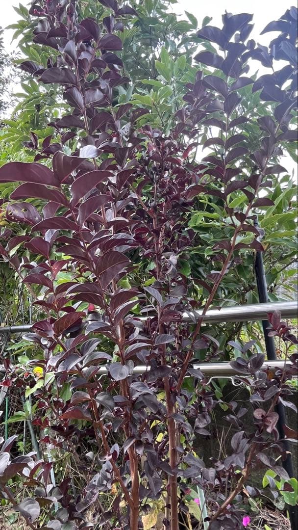 PW サルスベリ 百日紅 ブラックパール ルージュ レッド*深紅