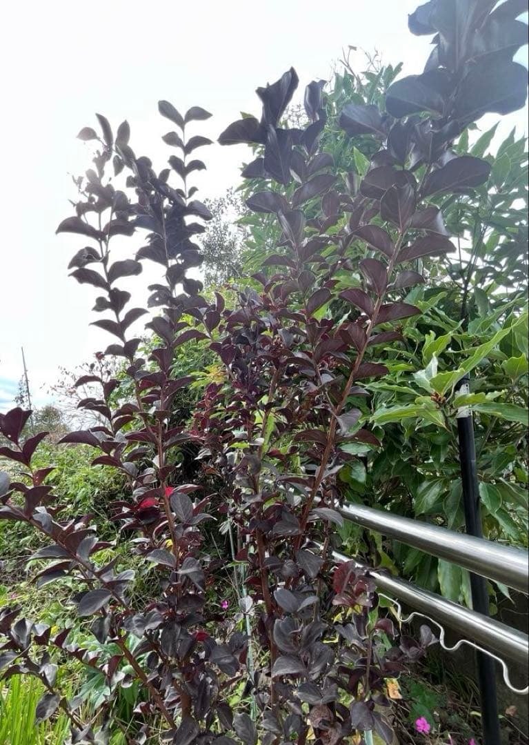 PW サルスベリ 百日紅 ブラックパール ルージュ レッド*深紅