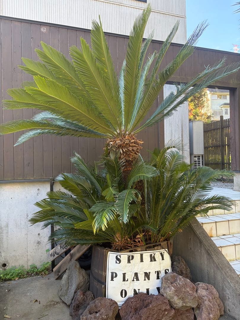 引き取りのみソテツ大株◇ドライガーデン南国リゾート島アガベ ユッカ　ヤシ西海岸