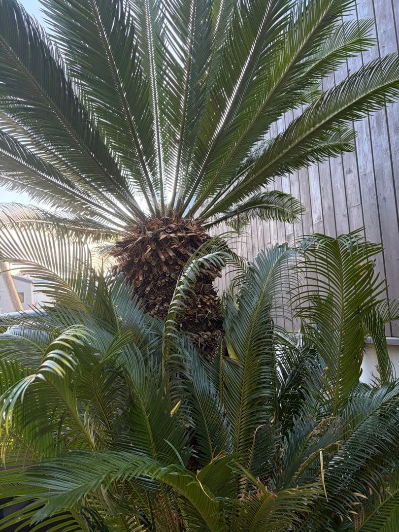 引き取りのみソテツ大株◇ドライガーデン南国リゾート島アガベ ユッカ　ヤシ西海岸